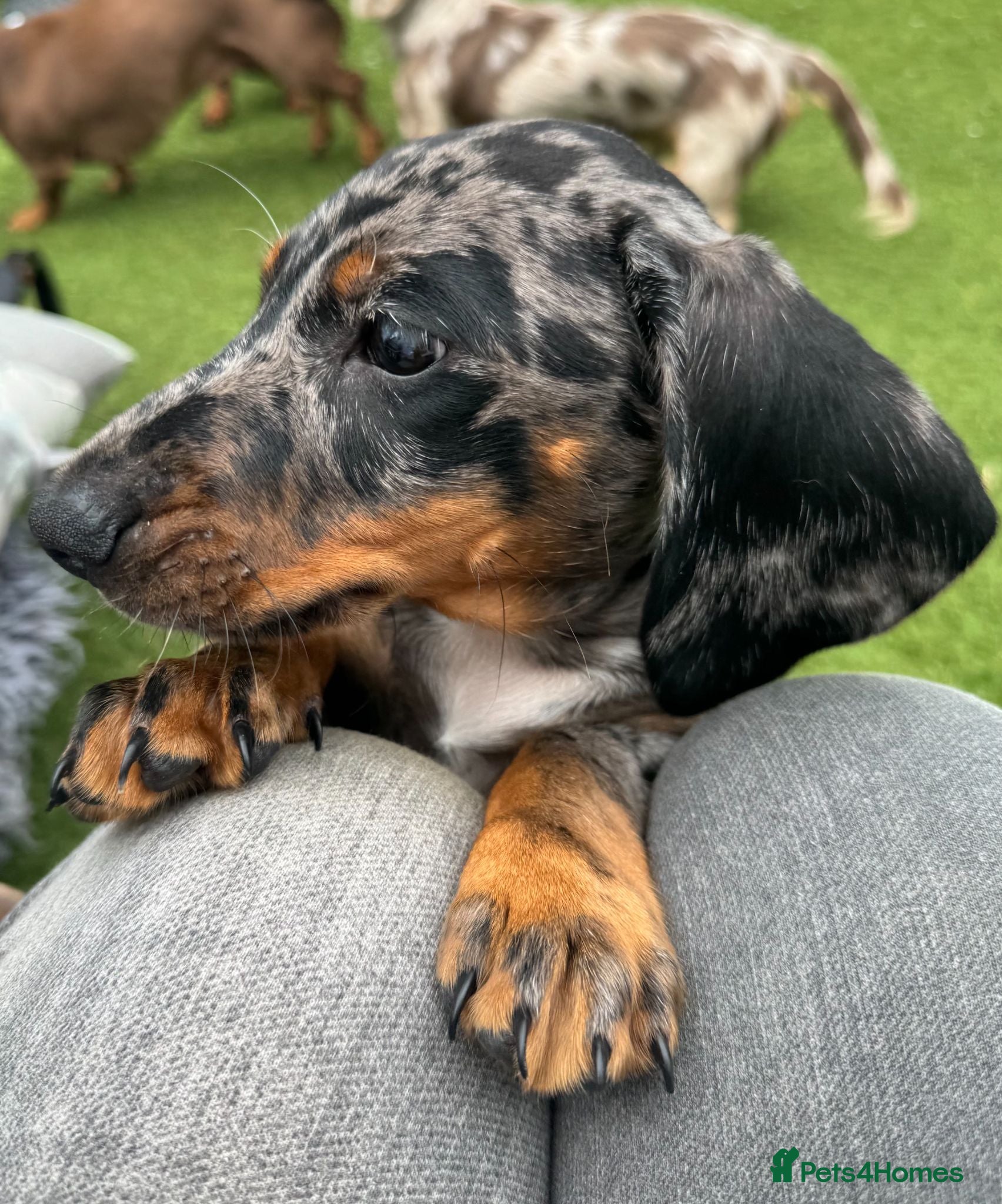 Miniature Dachshund dogs Miniature Dachshund Puppies, PRA clear - Advert 15