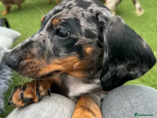 Miniature Dachshund dogs Miniature Dachshund Puppies, PRA clear - Advert 15