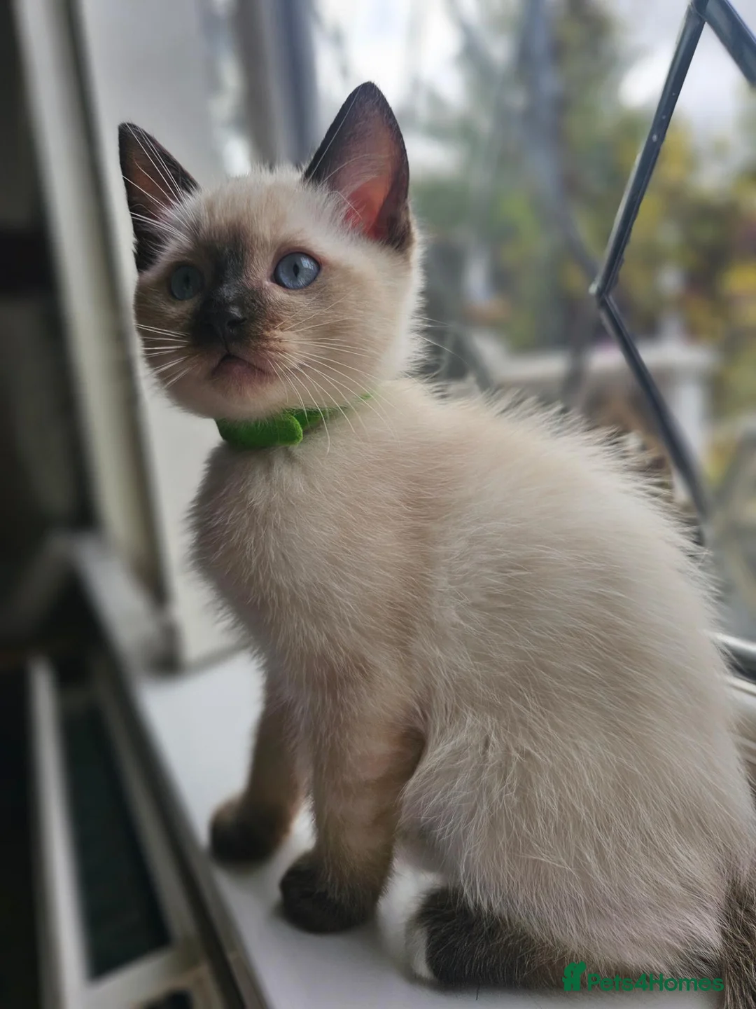 Siamese cats for sale: Siamese x Ragdoll {ragumese} boy  - Advert 2
