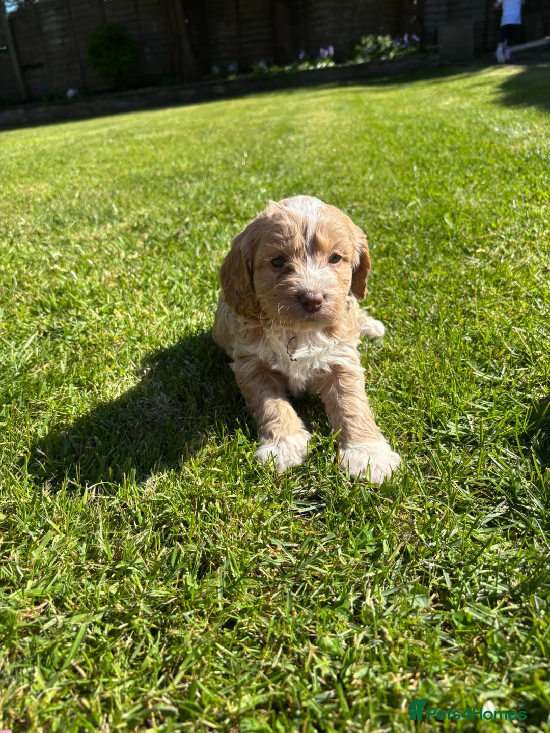 Cockapoo dogs for sale: Female cockapoo  - Advert 2