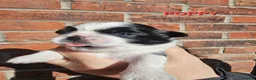 Shih Tzu dogs for sale:  💞 PURE STANDARD SHIH TZU 💕 - Advert 22