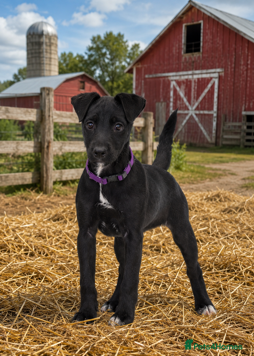 Patterjack dogs Last girl READY NOW! 5⭐️licensed breeders - Advert 1