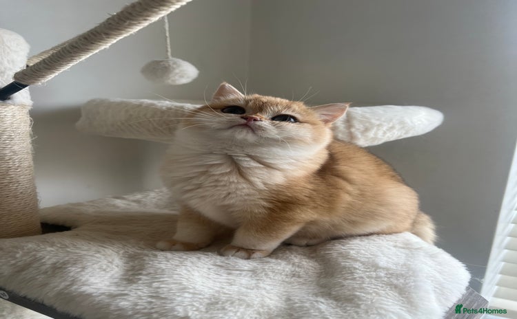 British Shorthair cats - Advert 3