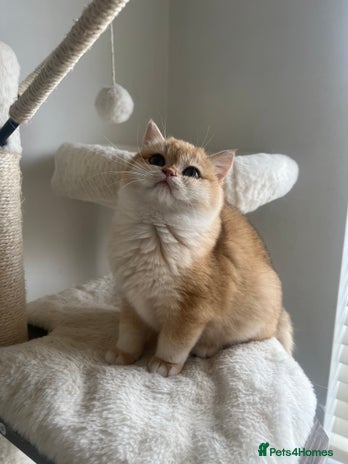 British Shorthair cats - Advert 3