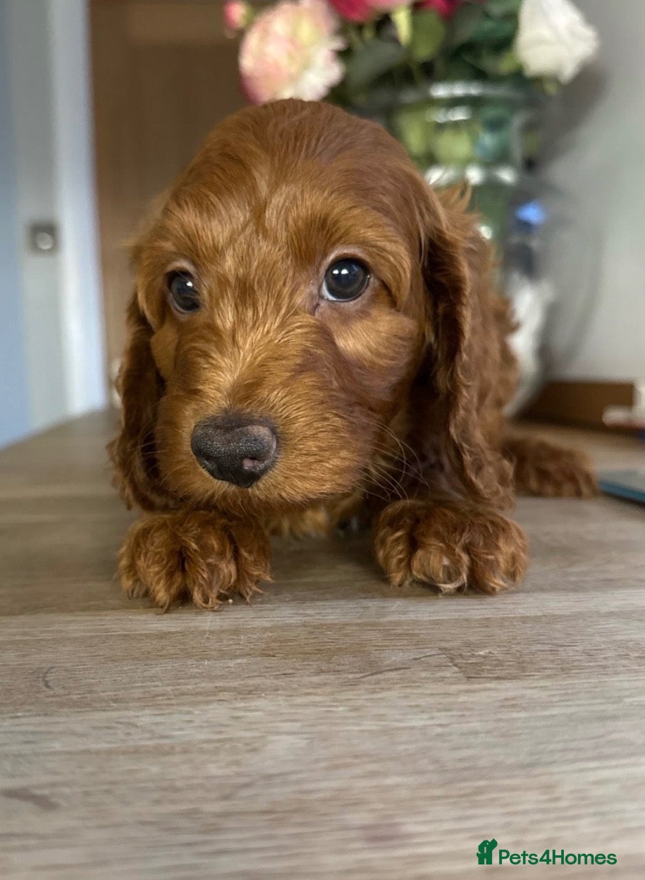 Cockapoo dogs gorgeous red boy cockapoo still available - Advert 16