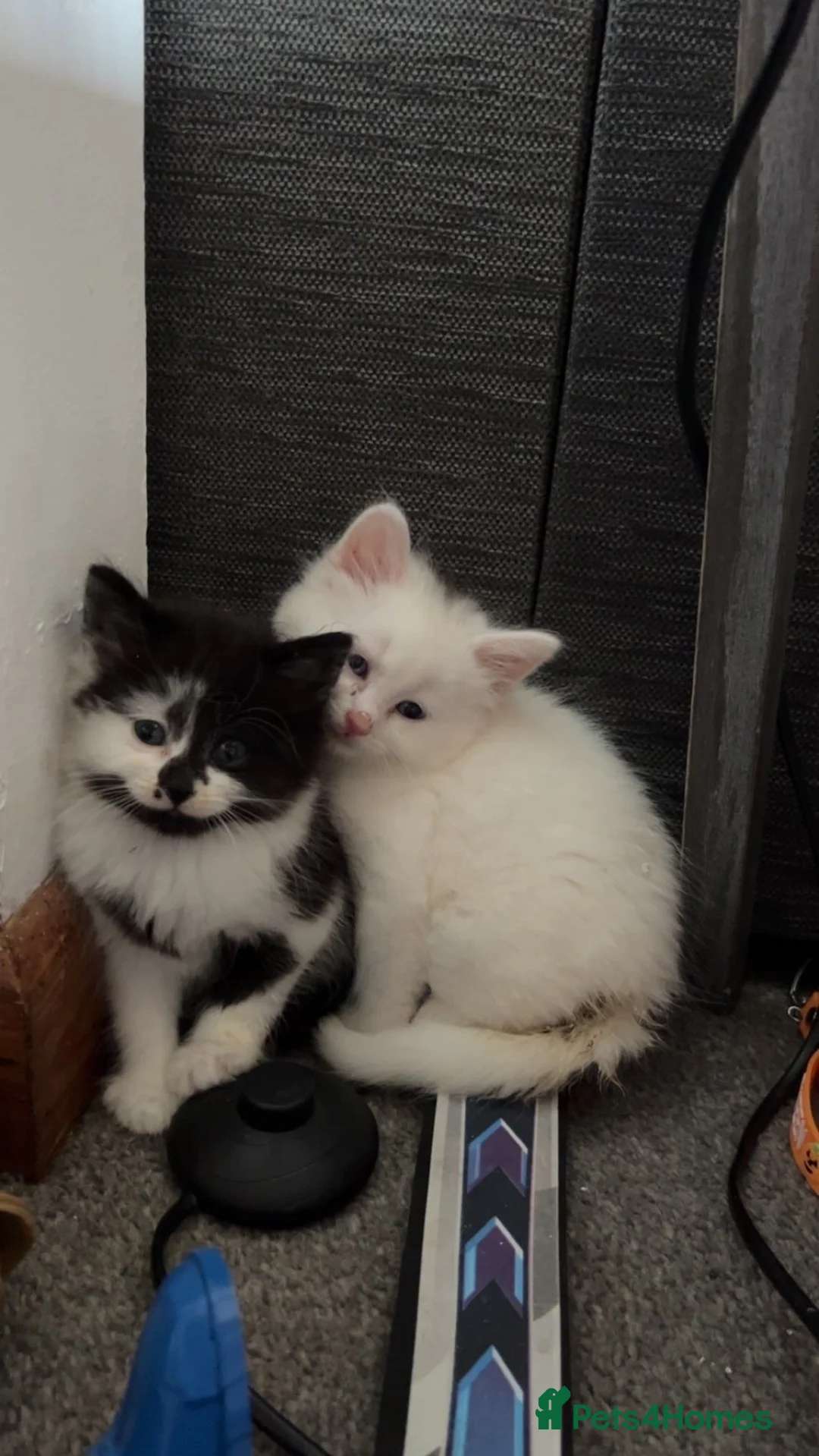 Mixed Breed cats for sale: 2 adorable boys looking for there forever homes - Advert 2
