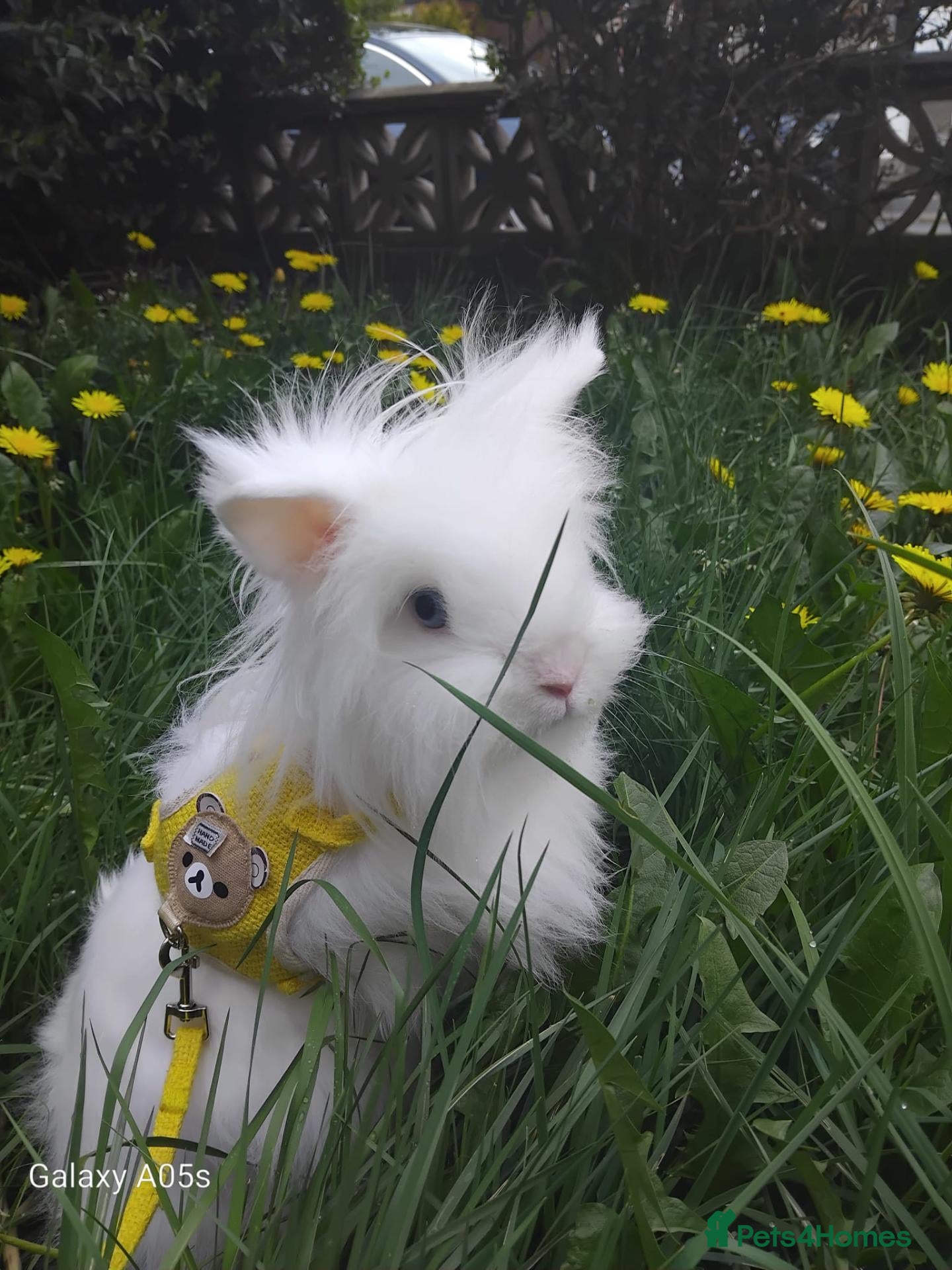 Lionhead rabbits Double Lionhead - Advert 7