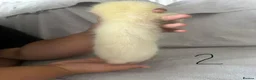 Ferret rodents for sale: Stunning part angora kits for sale in Cardiff - Advert 17