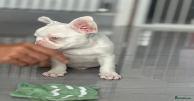 French Bulldog dogs - Advert 1