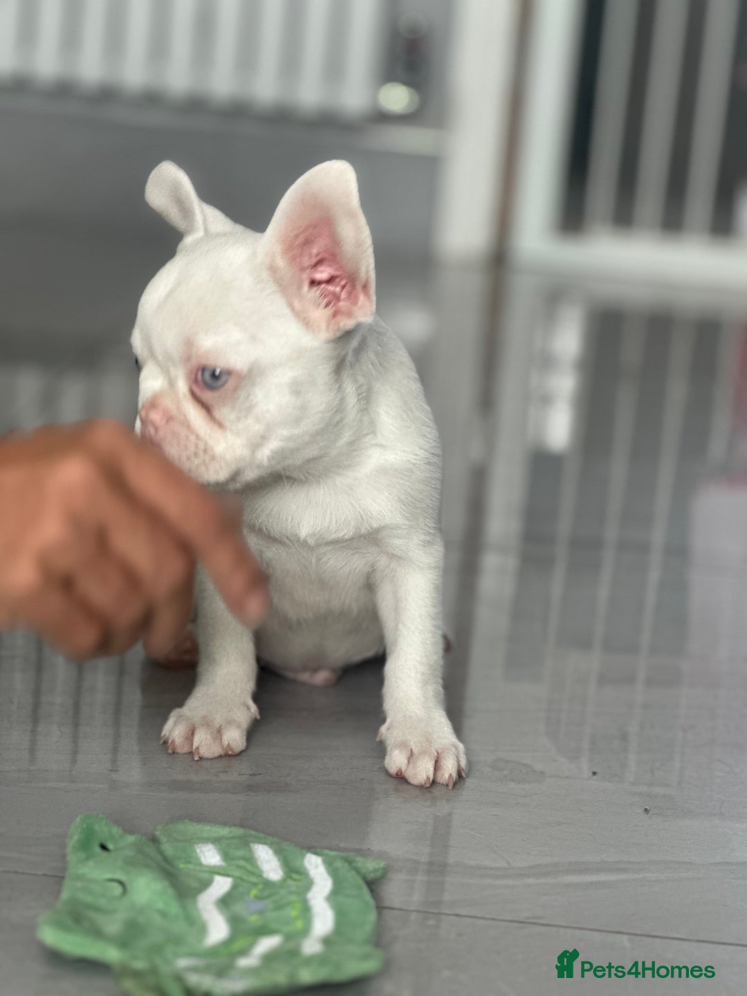 French Bulldog dogs for sale: French bulldog puppies  - Image 10