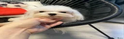 Maltese dogs for sale: Korean mini Maltese Boy  - Advert 7