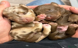 Miniature Dachshund dogs for sale: Fantastic long haired miniature dachshund - Image 10