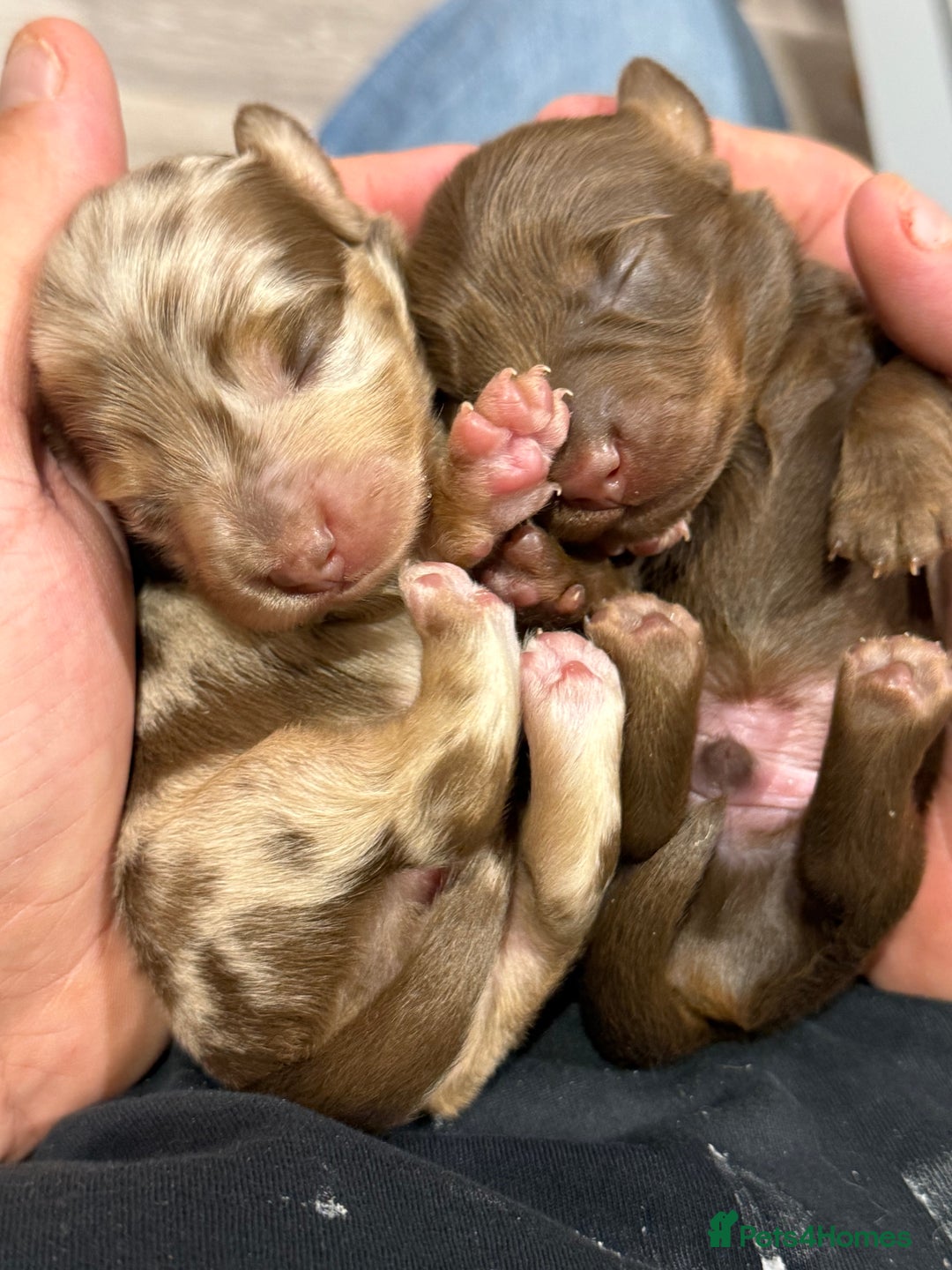 Miniature Dachshund dogs for sale: Fantastic long haired miniature dachshund - Image 10