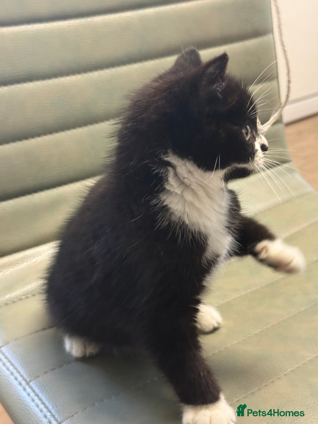 Mixed Breed cats for sale: One little girl ready to leave now - Advert 9