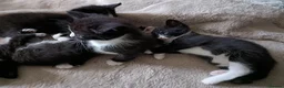 Mixed Breed cats for sale: Mixed breed kittens  in Bournemouth - Advert 5