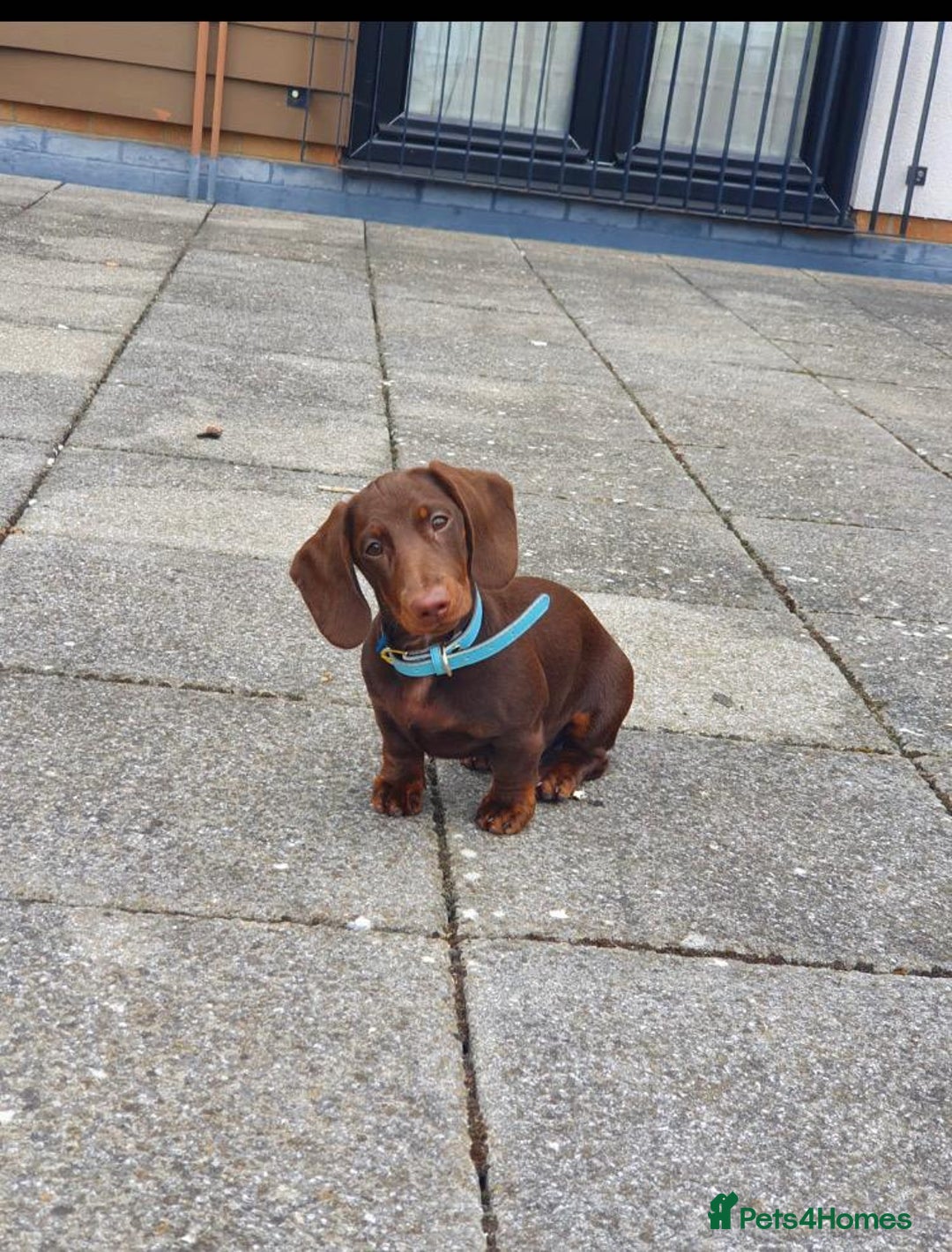 Dachshund dogs for stud: *STUD* mini in Romford - Advert 8