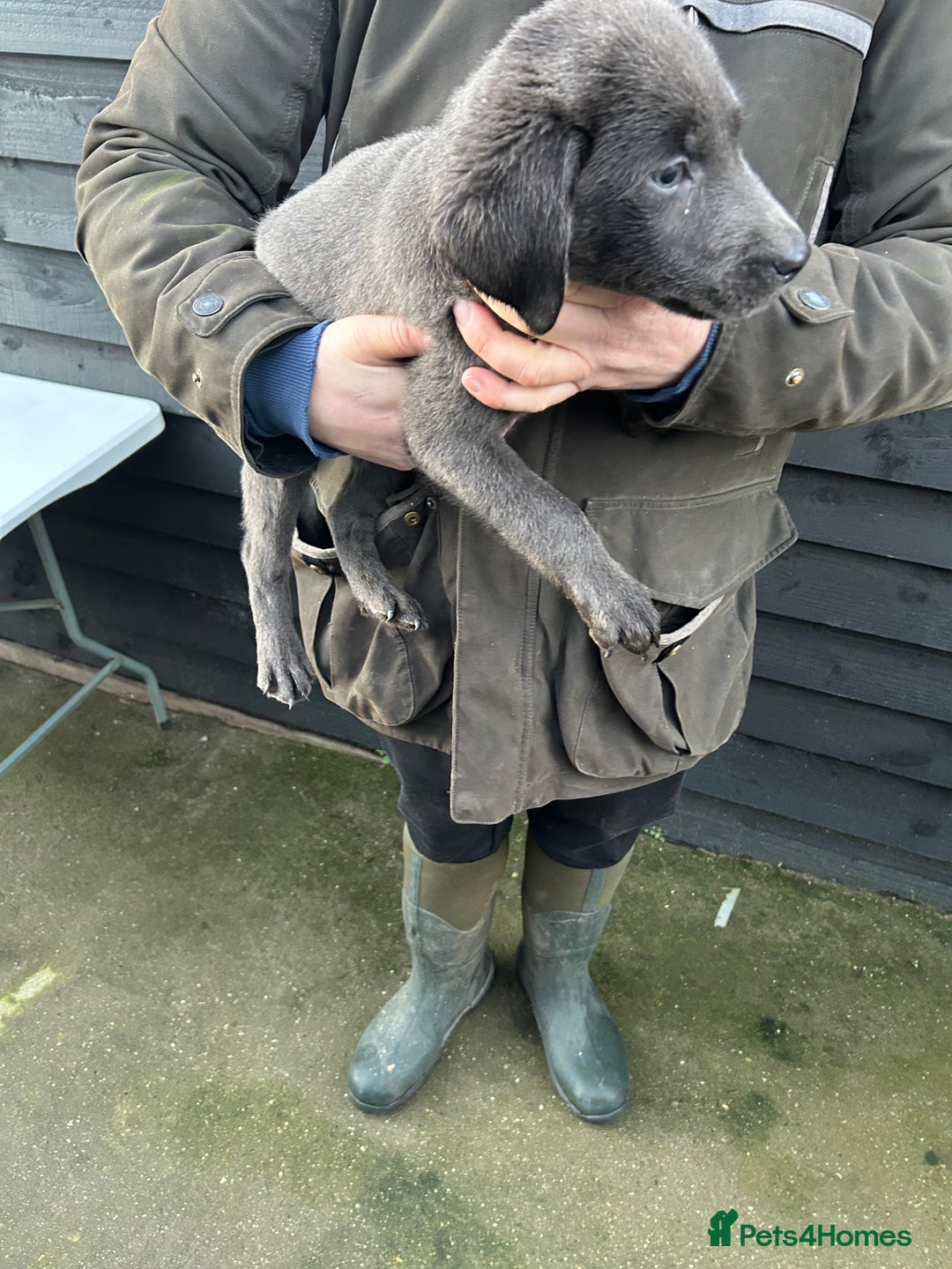 Labrador Retriever dogs for sale: Labrador puppies  - Advert 7