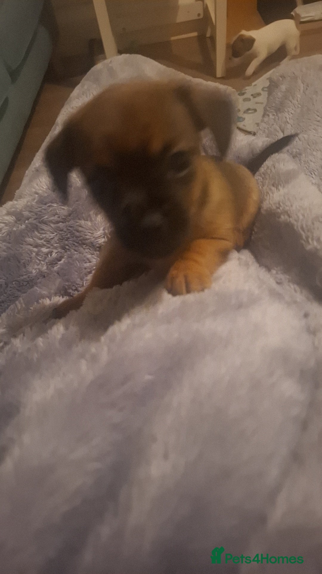 Mixed Breed dogs for sale: 🐾 Gorgeous Mixed-Breed Puppies – 🐾 - Advert 13