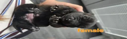 Staffordshire Bull Terrier dogs for sale: Staffy pups for sale  - Advert 7