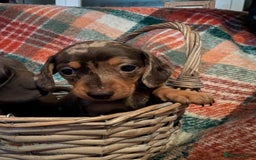 Dachshund dogs for sale: 4 gorgeous puppies for sale - Image 29