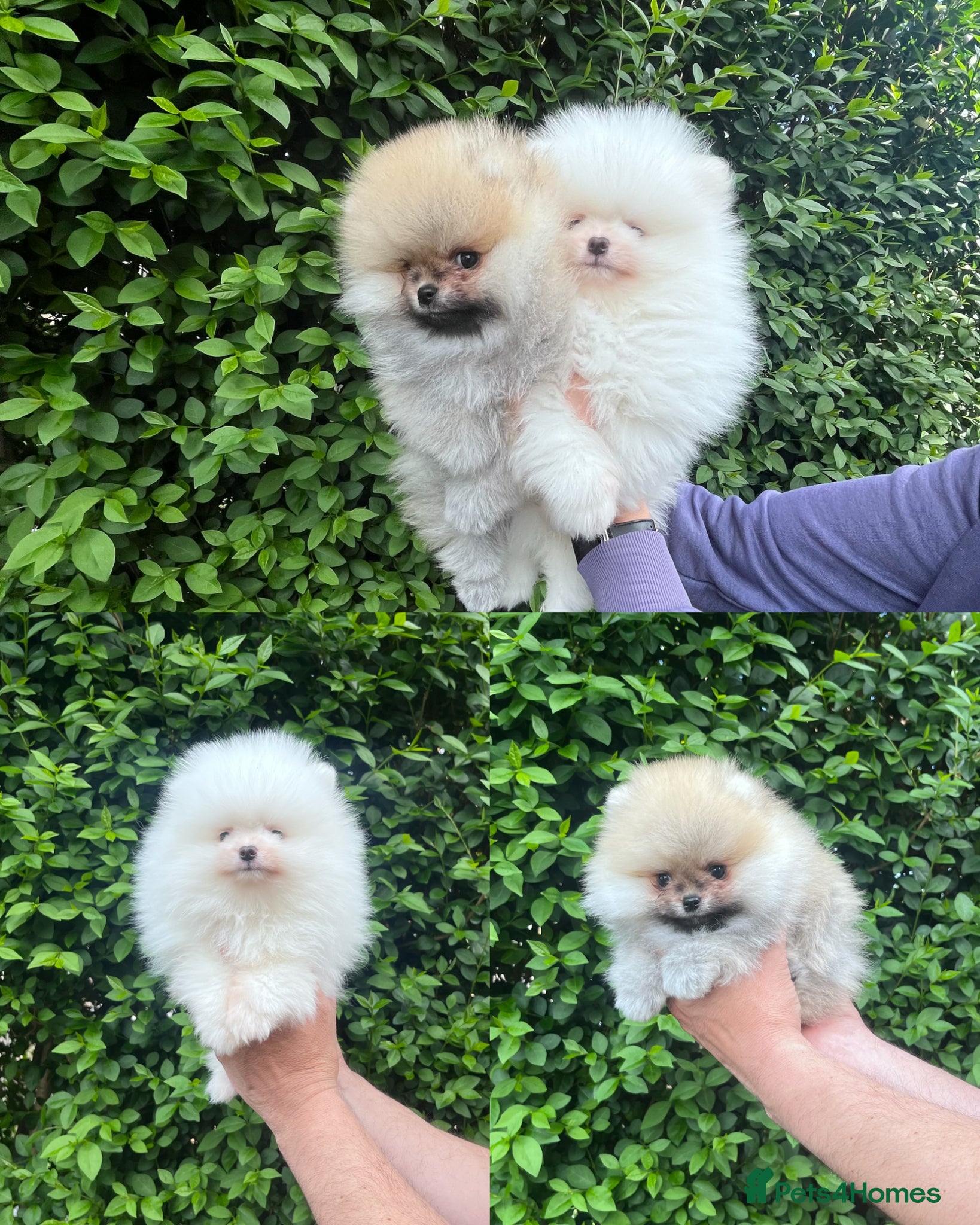 Pomeranian dogs 💙Teddy🐻Very Tiny🩷Super Quality  - Advert 1