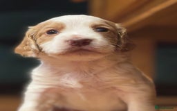Cocker Spaniel dogs for sale: 5 beautiful working cocker spaniels 3 boys 2 girls - Image 15