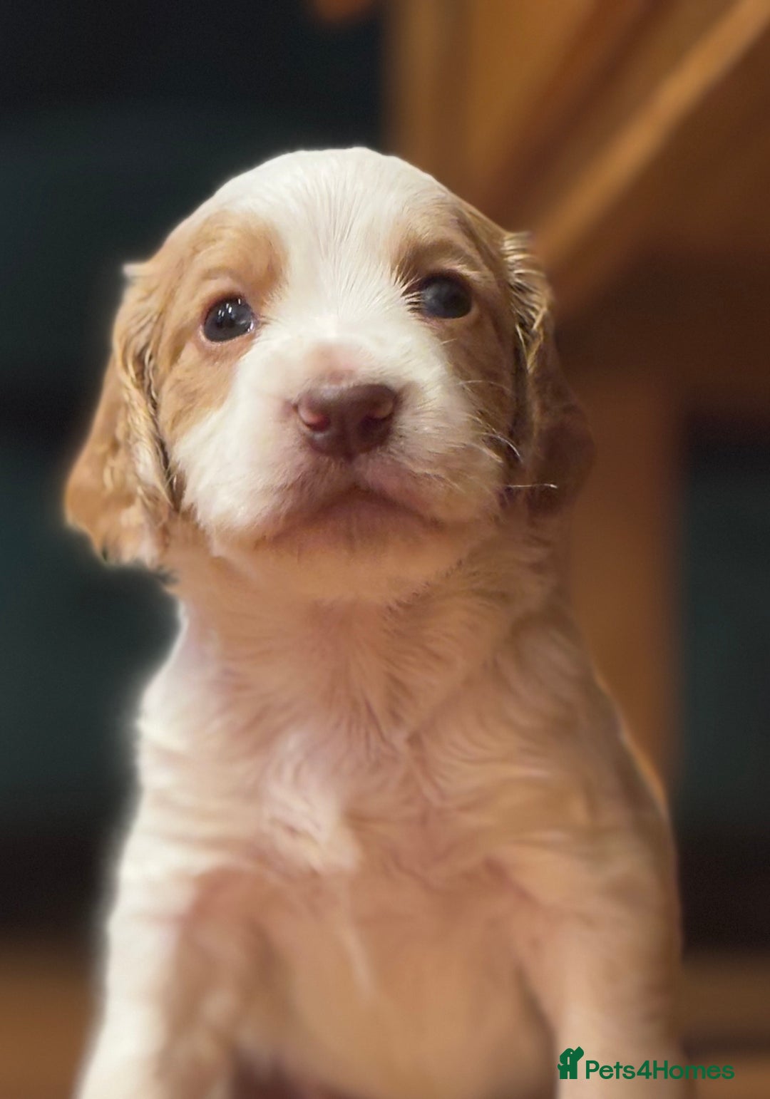 Cocker Spaniel dogs for sale: 5 beautiful working cocker spaniels 3 boys 2 girls - Image 15