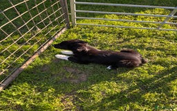 Mixed Breed dogs for sale: Hunterway/Collie in Llangadog - Image 3