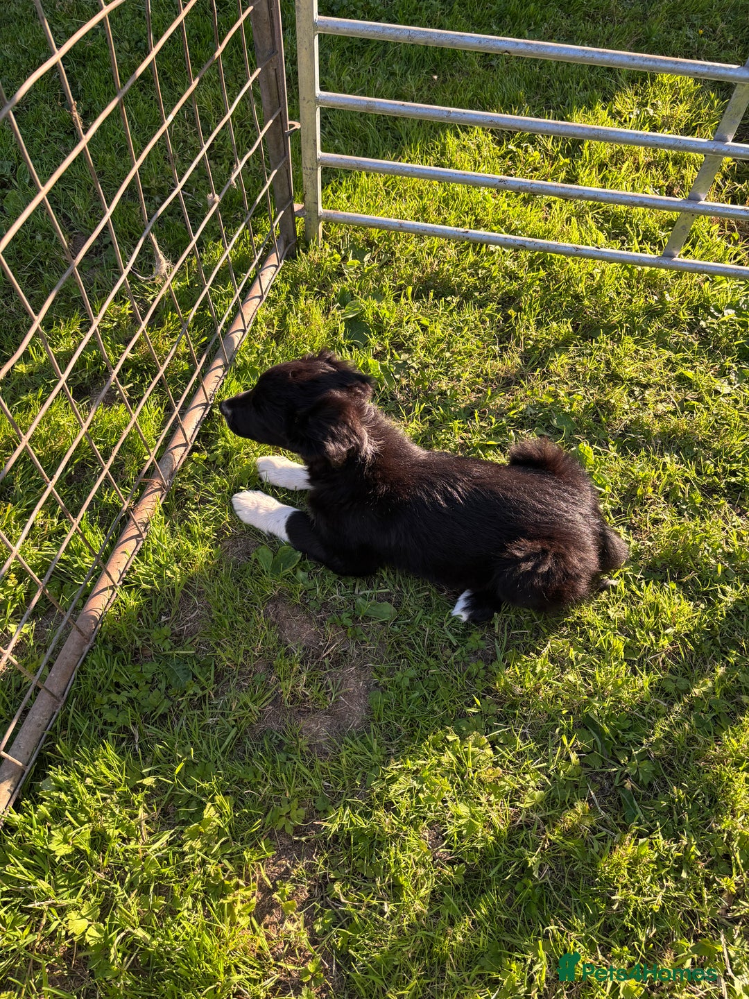 Mixed Breed dogs for sale: Hunterway/Collie in Llangadog - Image 3