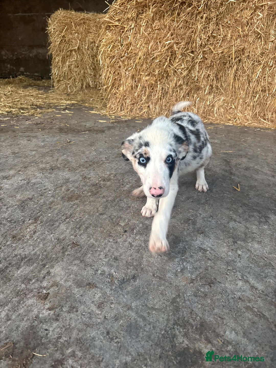 Bearded Collie dogs for sale: 2 collies for sale  - Image 11