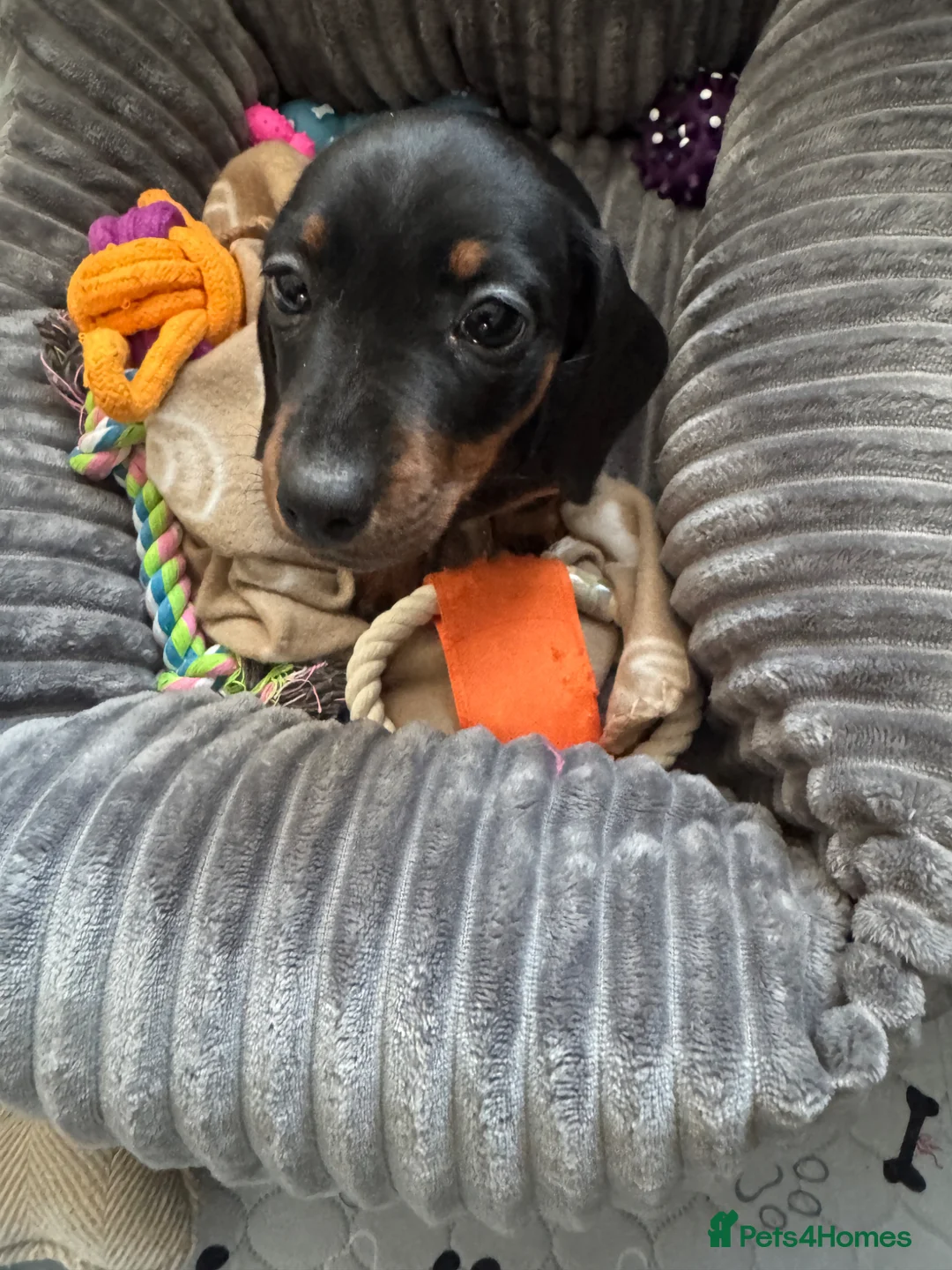 Dachshund dogs for sale: Dachshund puppy  - Advert 1