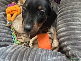 Dachshund dogs Dachshund puppy - Advert 3