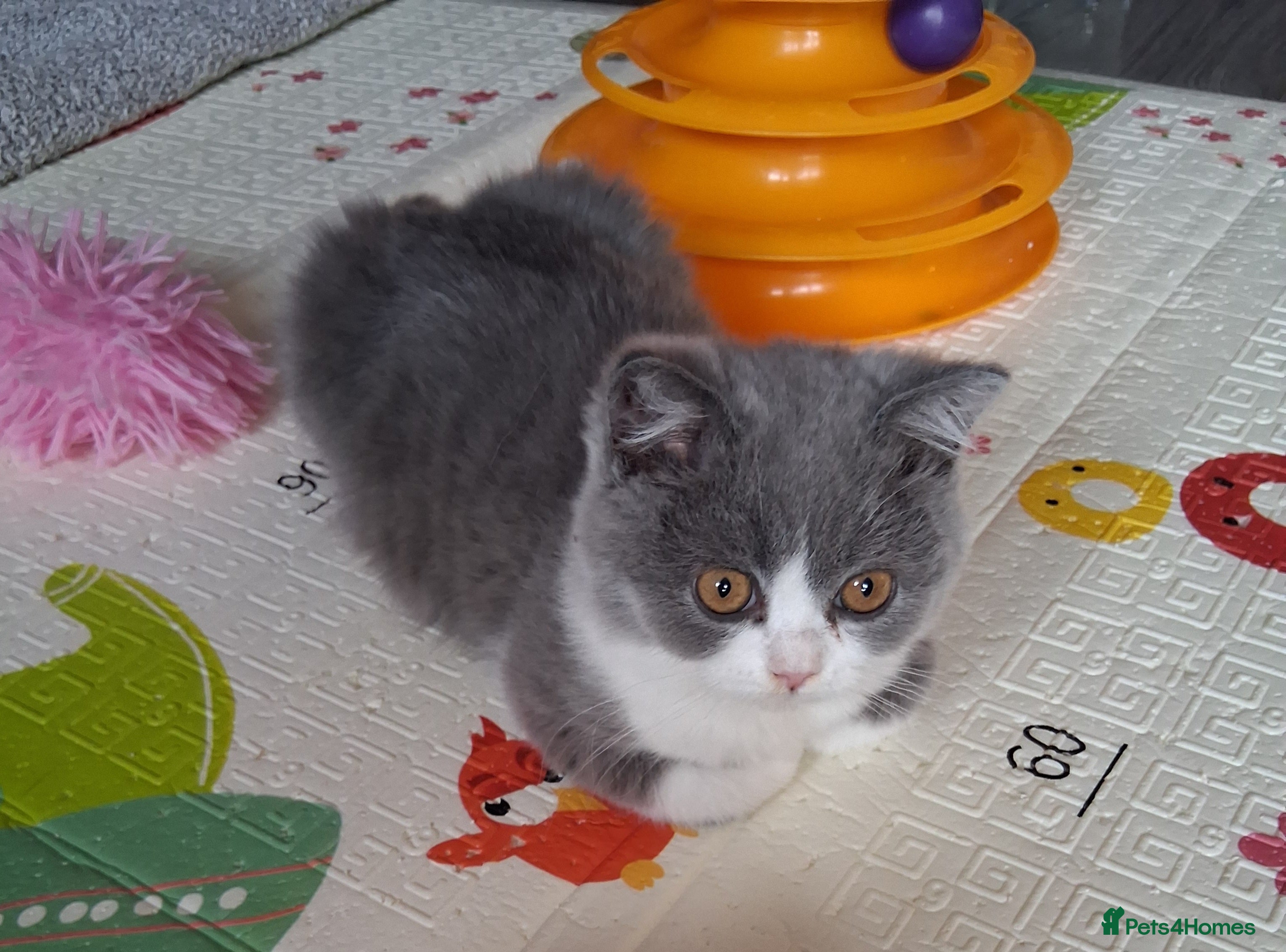 British Shorthair Kitten 1