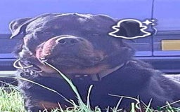 Rottweiler dogs for sale: Rottweiler Puppies  - Image 28