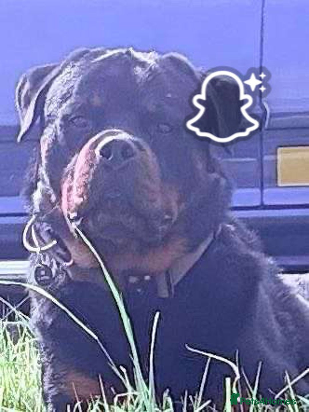 Rottweiler dogs for sale: Rottweiler Puppies  - Image 28