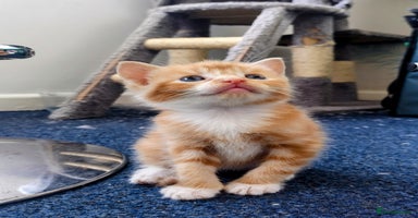 Mixed Breed cats - Advert 6