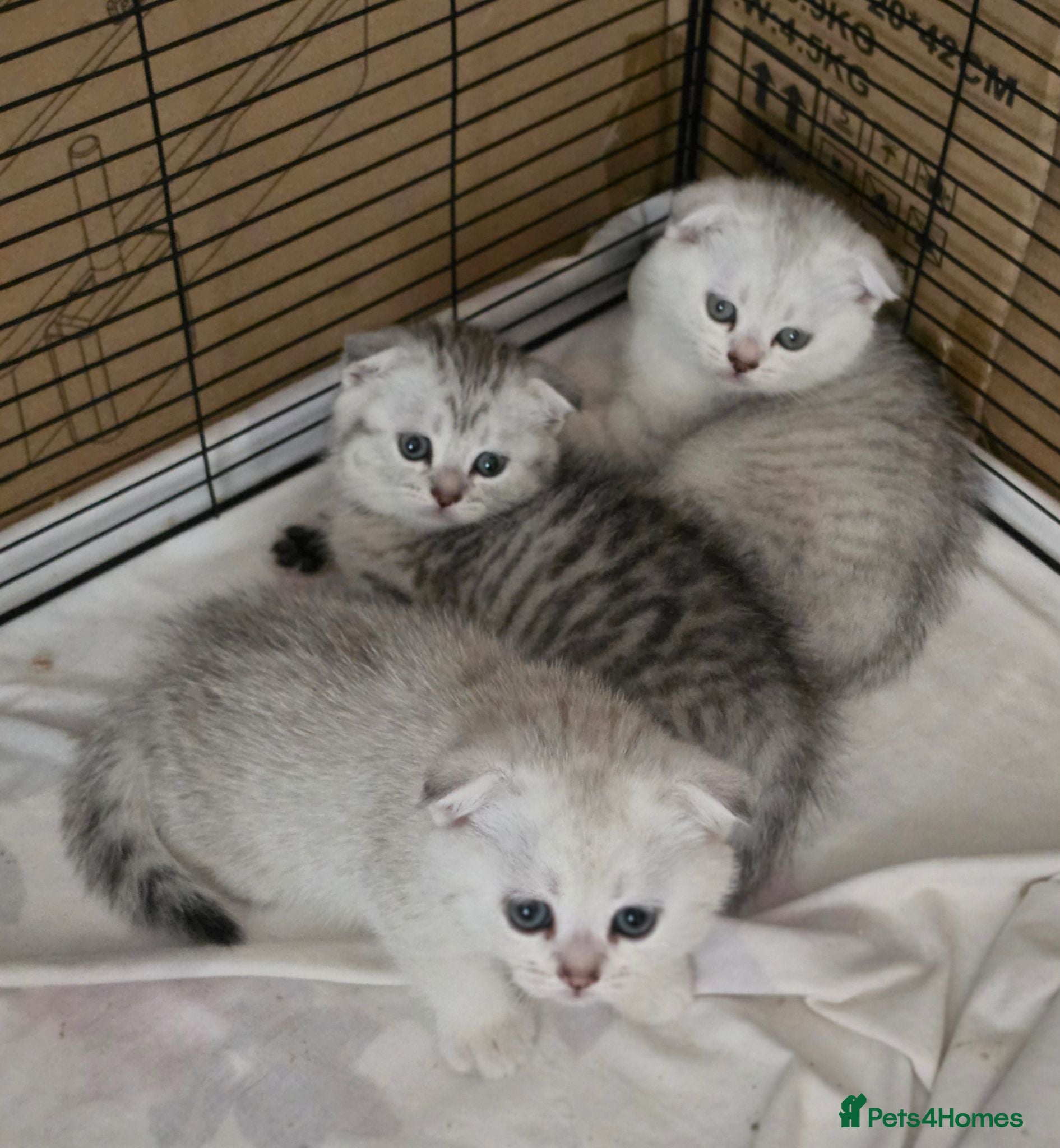British Shorthair cats 💞Lovely kittens in beautiful colours🩵 booking - Advert 2