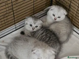 British Shorthair cats 💞Lovely kittens in beautiful colours🩵 booking - Advert 2
