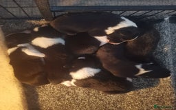 Border Collie dogs for sale: Beautiful litter of border collie puppies - Image 9