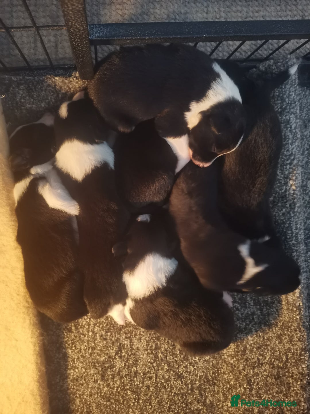 Border Collie dogs for sale: Beautiful litter of border collie puppies - Image 9