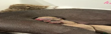 Italian Greyhound 2