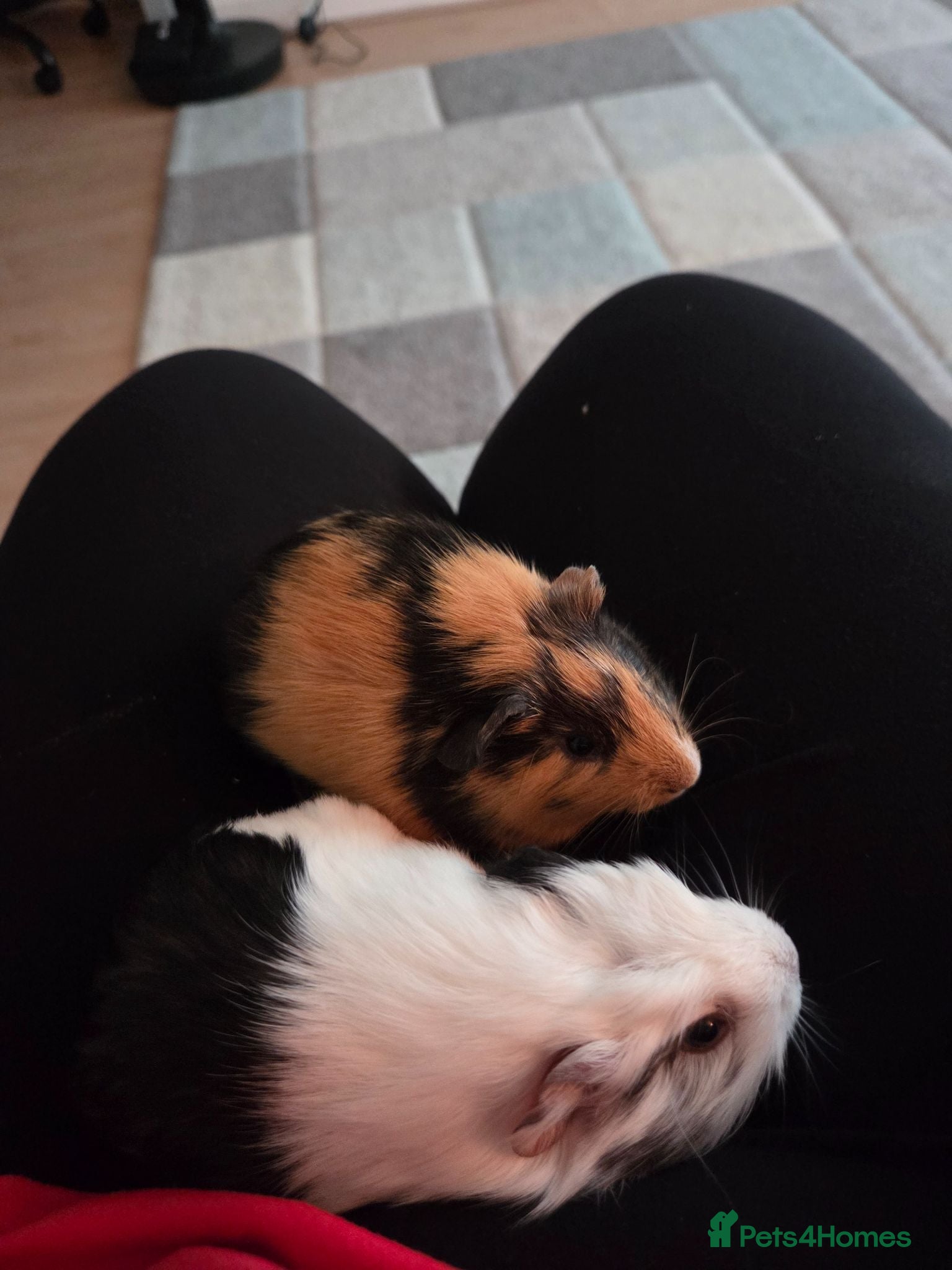 Guinea Pig rodents Guinea pigs - Advert 16