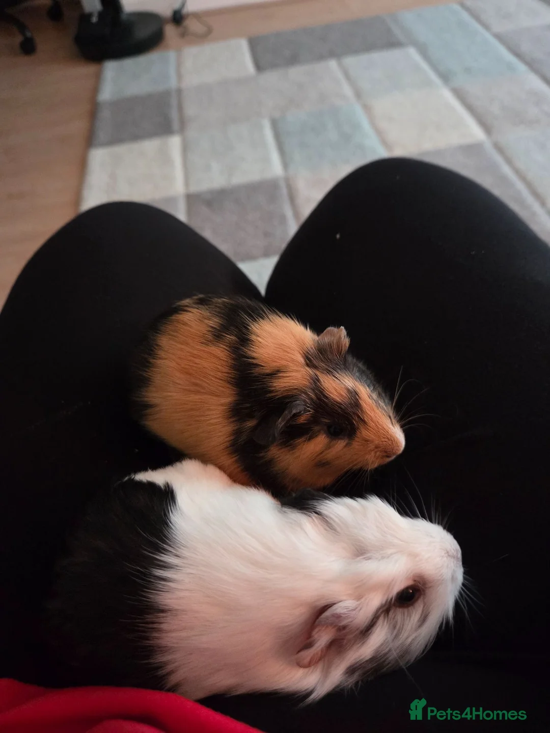 Guinea Pig rodents for sale: Guinea pigs - Advert 1