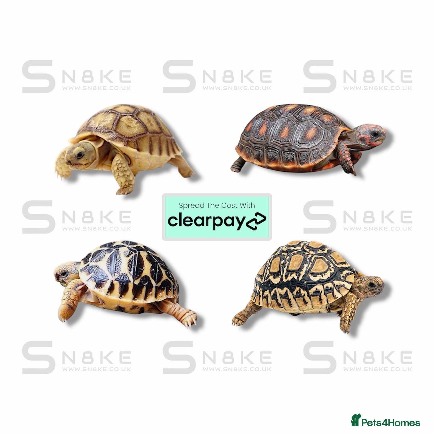 Tortoise reptiles TORTOISE BABYS - Advert 5