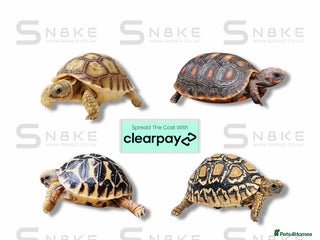 Tortoise reptiles TORTOISE BABYS - Advert 5