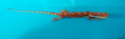 Bearded Dragon reptiles for sale: Bearded dragon  in Ashford - Advert 5