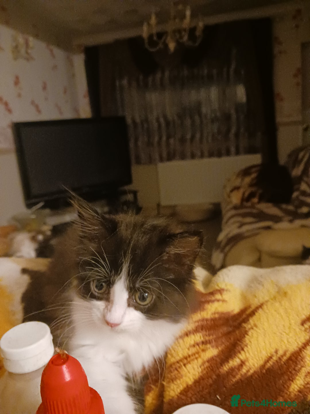 Ragdoll cats for sale: CUTE SOLID RAGDOLL KITTENS  - Image 16