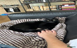 Domestic Shorthair cats for sale: Black kitten for sale  - Image 3