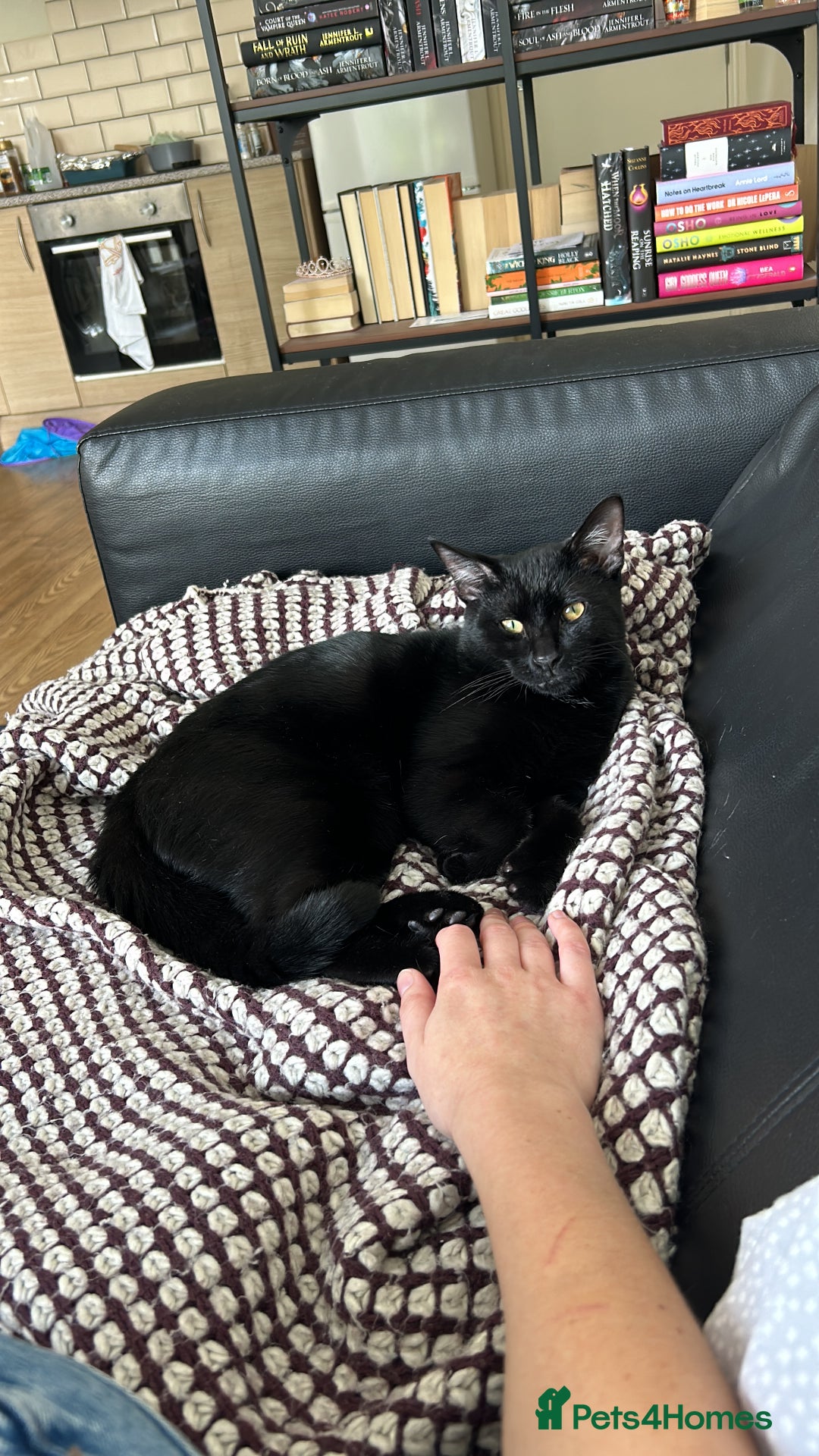 Domestic Shorthair cats for sale: Black kitten for sale  - Image 3