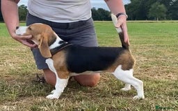 Beagle dogs for sale: KC Registered Beagle Pups in Llanwrtyd Wells - Image 27